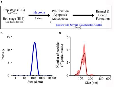 Hypoxia-Responsive Oxygen Nanobubbles for Tissues-Targeted Delivery in Developing Tooth Germs